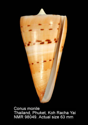 Conus monile (4).jpg - Conus monile Hwass in Bruguière,1792